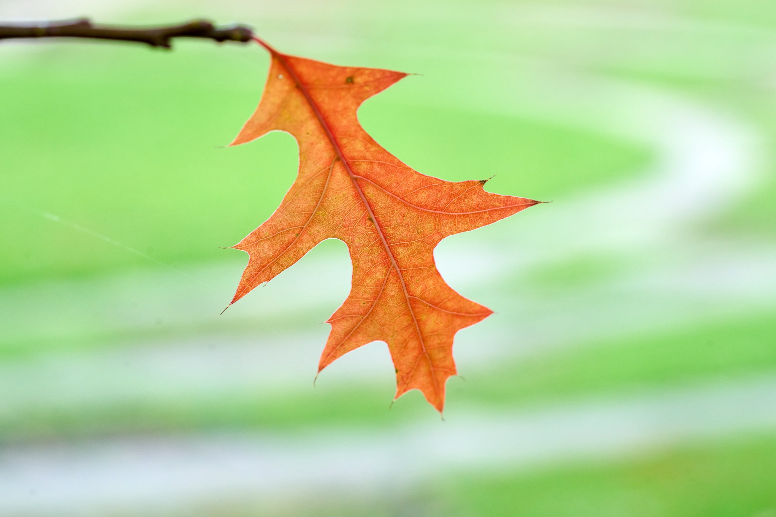 2025 11 02 Gruga 0016